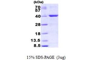 MutY (AA 1-350) protein (His tag)