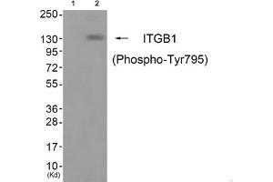 Western blot analysis of extracts from cos-7 cells (Lane 2), using ITGB1 (Phospho-Tyr795) Antibody. (ITGB1 anticorps  (pTyr795))