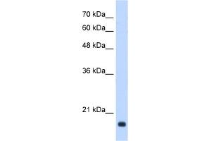 anti-Growth Arrest and DNA-Damage-Inducible, beta (GADD45B) (Middle Region) antibody
