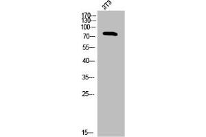 Western Blot analysis of 3T3 cells using Phospho-PKC α (T638) Polyclonal Antibody (PKC alpha anticorps  (pThr638))
