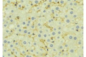 ABIN6277169 at 1/100 staining Mouse liver tissue by IHC-P. (Presenilin 1 anticorps  (Internal Region))