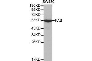 Western blot analysis of extracts of SW480 cell lines, using FAS antibody. (FAS anticorps  (AA 150-250))