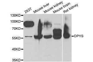 Western blot analysis of extracts of various cell lines, using DPYS antibody. (DPYS anticorps)