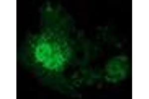 Anti-EIF4E2 mouse monoclonal antibody (ABIN2454244) immunofluorescent staining of COS7 cells transiently transfected by pCMV6-ENTRY EIF4E2 (RC201391). (EIF4E2 anticorps)