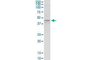 KCNJ5 monoclonal antibody (M01), clone 8D2.