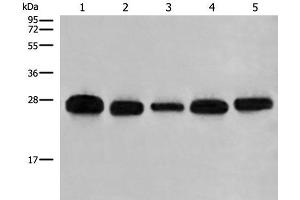 Western blot analysis of 293T A549 Hela K562 and HEPG2 cell lysates using GATD3B Polyclonal Antibody at dilution of 1:400 (C21orf33 anticorps)