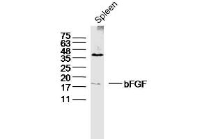 Mouse spleen lysates probed with bFGF Polyclonal Antibody, Unconjugated  at 1:300 dilution and 4˚C overnight incubation.
