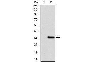 Western blot analysis using NR6A1 mAb against HEK293 (1) and NR6A1 (AA: 65-118)-hIgGFc transfected HEK293 (2) cell lysate.