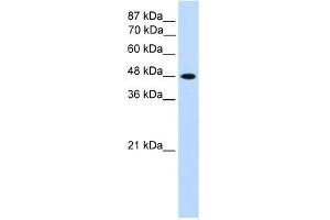 WB Suggested Anti-TFAP2C Antibody Titration:  1. (TFAP2C anticorps  (N-Term))