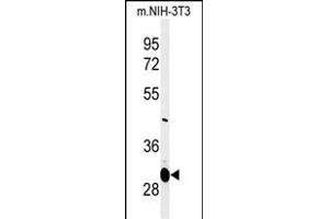 Western blot analysis of GT1 Antibody (N-term) (ABIN651247 and ABIN2840152) in mouse NIH-3T3 cell line lysates (35 μg/lane).
