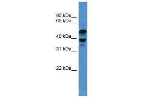 WB Suggested Anti-Ascc1 Antibody Titration: 0. (ASCC1 anticorps  (C-Term))