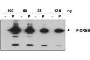 Anti-CREB pS133 was used to detect phosphorylated CREB by western blot.