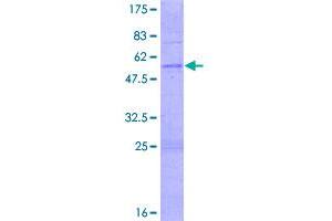 Image no. 1 for Olfactory Receptor, Family 3, Subfamily A, Member 2 (OR3A2) (AA 1-321) protein (GST tag) (ABIN1313520)