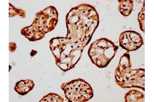 IHC image of ABIN7157587 diluted at 1:400 and staining in paraffin-embedded human placenta tissue performed on a Leica BondTM system.