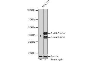 Western blot analysis of extracts of NIH/3T3 cells, using Phospho-JunD-S255 Rabbit mAb (ABIN7268052) at 1:1000 dilution. (JunD anticorps  (pSer255))