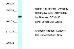 Western Blotting (WB) image for anti-Nicotinate phosphoribosyltransferase (NAPRT) (C-Term) antibody (ABIN971224) (NAPRT1 anticorps  (C-Term))