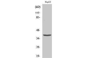 Western Blotting (WB) image for anti-Zinc Finger CCCH-Type Containing 8 (ZC3H8) (Internal Region) antibody (ABIN6284253)