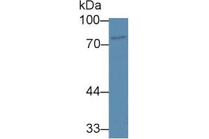 Western Blot; Sample: Human Jurkat cell lysate; Primary Ab: 1µg/ml Rabbit Anti-Human ABCB8 Antibody Second Ab: 0. (ABCB8 anticorps  (AA 472-735))