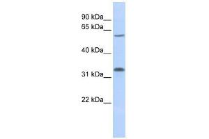 LOC202759 antibody used at 1. (LOC202759 (Middle Region) anticorps)