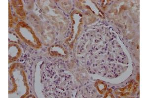 IHC image of ABIN7127622 diluted at 1:100 and staining in paraffin-embedded human kidney tissue performed on a Leica BondTM system. (Recombinant MFN2 anticorps)