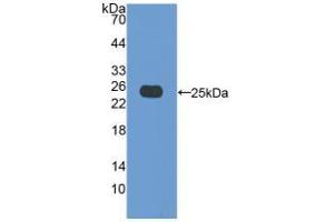Western blot analysis of recombinant Pig Bax. (BAX anticorps  (AA 1-192))