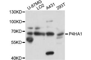 Western blot analysis of extracts of various cell lines, using P4HA1 antibody. (P4HA1 anticorps)
