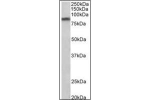 Staining of Human Substantia nigra lysate (35µg protein in RIPA buffer) using SLC6A3 antibody at 1 µg/ml. (SLC6A3 anticorps  (Internal Region))