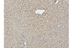 IHC analysis of HSPD1 using anti-HSPD1 antibody (ABIN7600976). (HSPD1 anticorps  (AA 260-496))