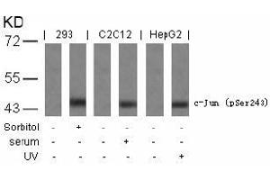 Image no. 1 for anti-Jun Proto-Oncogene (JUN) (pSer243) antibody (ABIN196655) (C-JUN anticorps  (pSer243))