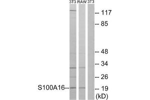 Western blot analysis of extracts from 3T3 cells and RAW264. (S100A16 anticorps  (Internal Region))