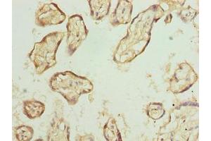 Immunohistochemistry of paraffin-embedded human placenta tissue using ABIN7152281 at dilution of 1:100 (EXOSC1 anticorps  (AA 9-195))