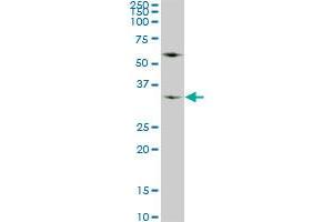 WDR5 monoclonal antibody (M01), clone 2C2.