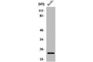 Western Blot analysis of HuvEc cells using Caveolin-1 Polyclonal Antibody