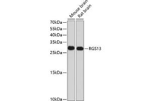 Western blot analysis of extracts of various cell lines, using RGS13 antibody (ABIN6131953, ABIN6146915, ABIN6146916 and ABIN6214144) at 1:1000 dilution. (RGS13 anticorps  (AA 1-159))