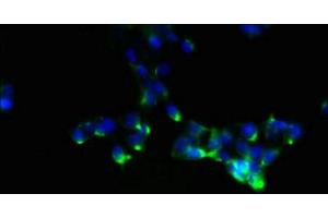 Immunofluorescent analysis of 293 cells using ABIN7161118 at dilution of 1:100 and Alexa Fluor 488-congugated AffiniPure Goat Anti-Rabbit IgG(H+L) (NDFIP1 anticorps  (AA 2-116))