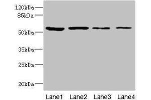Western blot All lanes: EDIL3 antibody at 3. (EDIL3 anticorps  (AA 60-300))