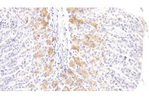 Detection of FGF21 in Mouse Stomach Tissue using Polyclonal Antibody to Fibroblast Growth Factor 21 (FGF21)