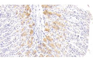 Detection of FGF21 in Mouse Stomach Tissue using Polyclonal Antibody to Fibroblast Growth Factor 21 (FGF21) (FGF21 anticorps  (AA 29-209))