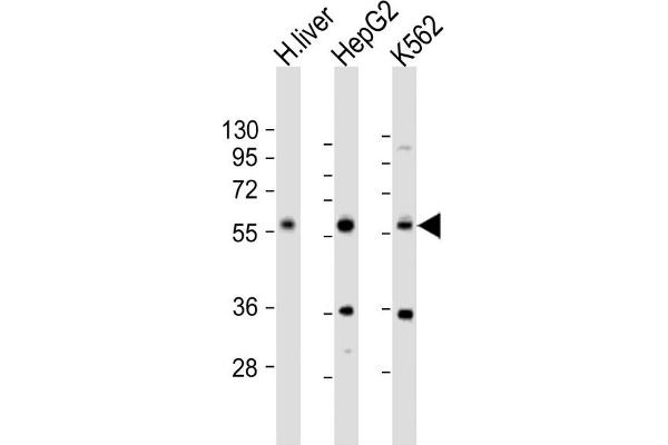 NAGS anticorps  (AA 275-309)