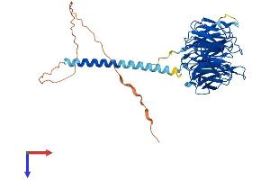 AlphaFold protein structure predicition of Mouse Recombinant Rrp9 Protein, UniprotID Q91WM3