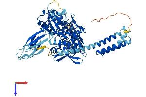 AlphaFold protein structure predicition of Mouse Recombinant Hspa2 Protein, UniprotID P17156