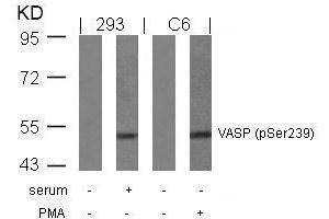 Western blot analysis of extracts from serum-treated 293 and PMA-treated C6 cells using VASP(Phospho-Ser239) Antibody. (VASP anticorps  (pSer238))
