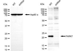 Western blotting analysis using PARK7 antibody (ABIN7799738). (PARK7/DJ1 anticorps)