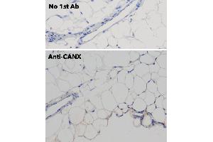 Immunohistochemistry (IHC) image for anti-Calnexin (CANX) (C-Term) antibody (ABIN1440008)