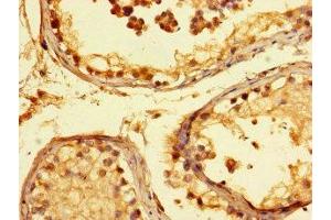 Immunohistochemistry of paraffin-embedded human testis tissue using ABIN7157230 at dilution of 1:100 (KANSL1 anticorps  (AA 815-1086))
