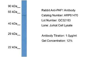 Western Blotting (WB) image for anti-Paf1, RNA Polymerase II Associated Factor, Homolog (PAF1) (C-Term) antibody (ABIN2788814) (PAF1/PD2 anticorps  (C-Term))