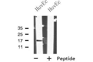 Western blot analysis of MRPL27 using HuvEc whole cell lysates