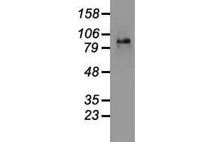 Image no. 4 for anti-Catenin (Cadherin-Associated Protein), beta 1, 88kDa (CTNNB1) (AA 531-781) antibody (ABIN1496902)