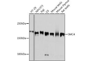 Western blot analysis of extracts of various cell lines, using SMC4 Rabbit mAb (ABIN7270618) at 1:1000 dilution. (SMC4 anticorps)