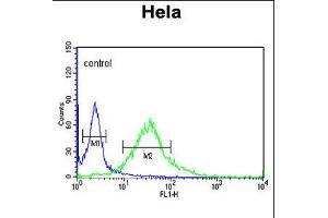 Flow cytometric analysis of Hela cells (right histogram) compared to a negative control cell (left histogram). (Fibromodulin anticorps  (C-Term))